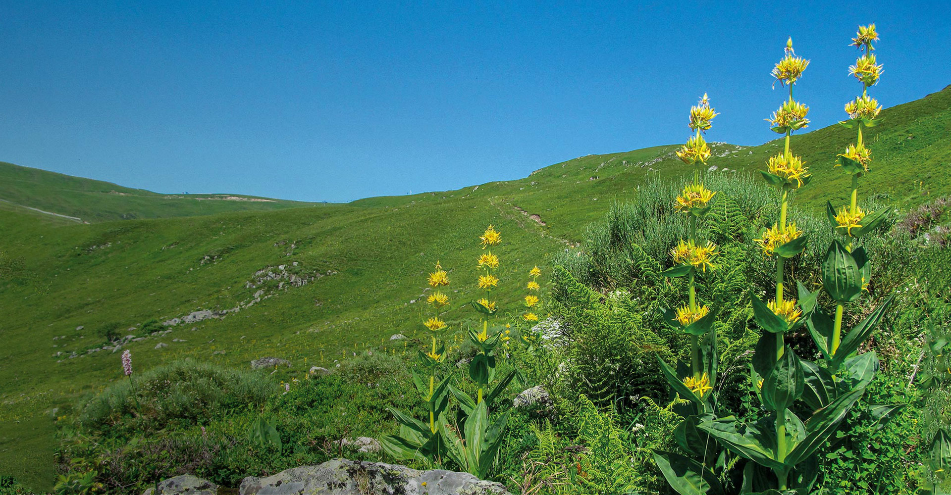 Avèze, apéritif à la gentiane